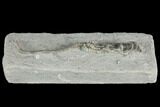 Crinoid (Pachylocrinus) Fossil - Crawfordsville, Indiana #122962-2